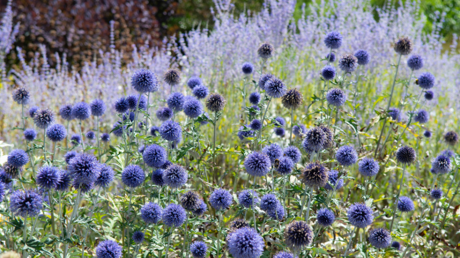 Bělotrn modrý (Echinops ritro) 