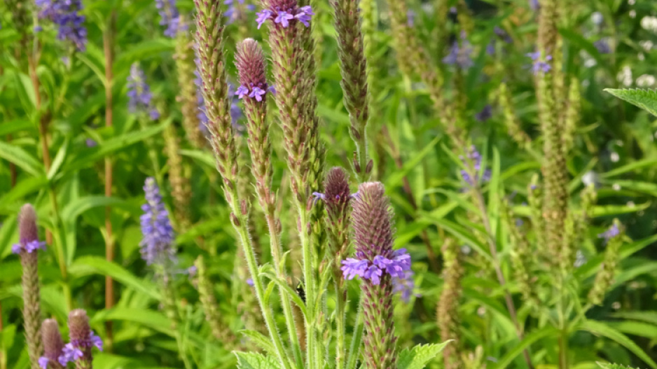 Sporýš přímý (Verbena stricta) 