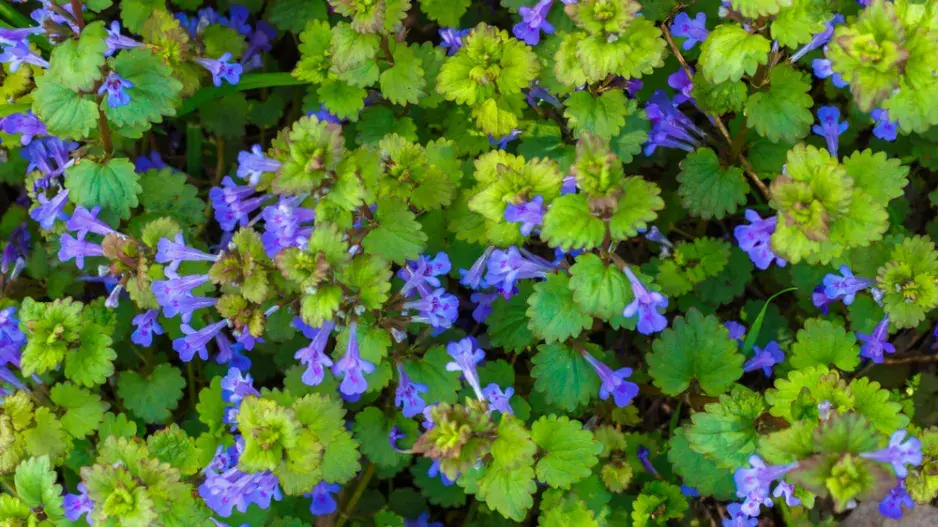 Popenec, bylina do kuchyně i na zahradu