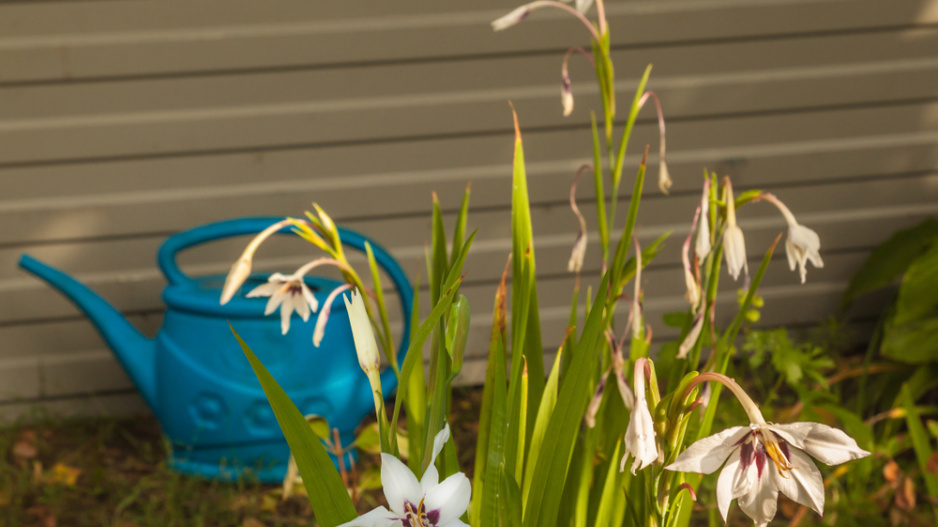 Habešský mečík nebo také vonný mečík či acidanthera (Gladiolus murielae)