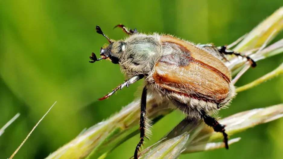 Chroustek letní Chroustek letní