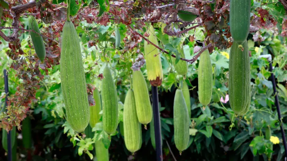 Lufa válcovitá (Luffa cylindrica či Luffa aegyptiaca) 