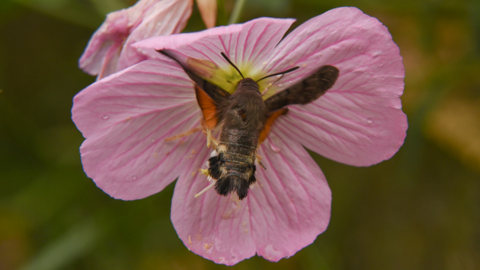 Pupalka nádherná (Oenothera speciosa) 