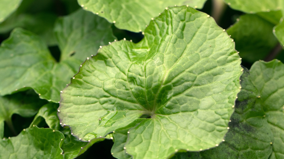 Japonský křen wasabi (Wasabia japonica) 