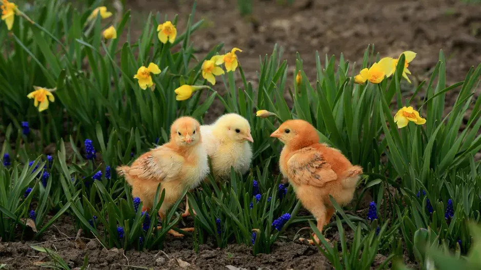 Kuřátka Kuřátka
