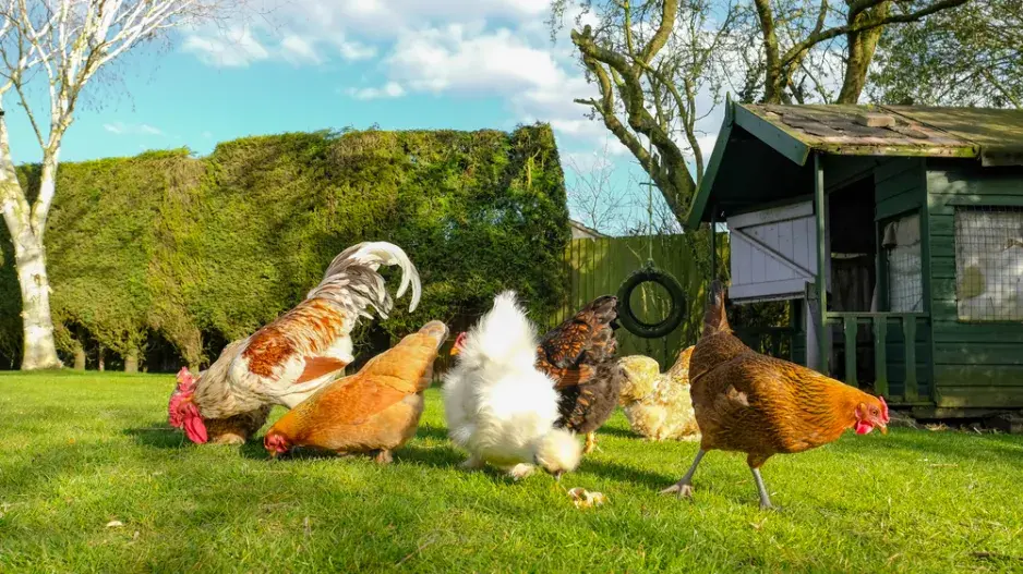 Slepice v zahradě Slepice v zahradě