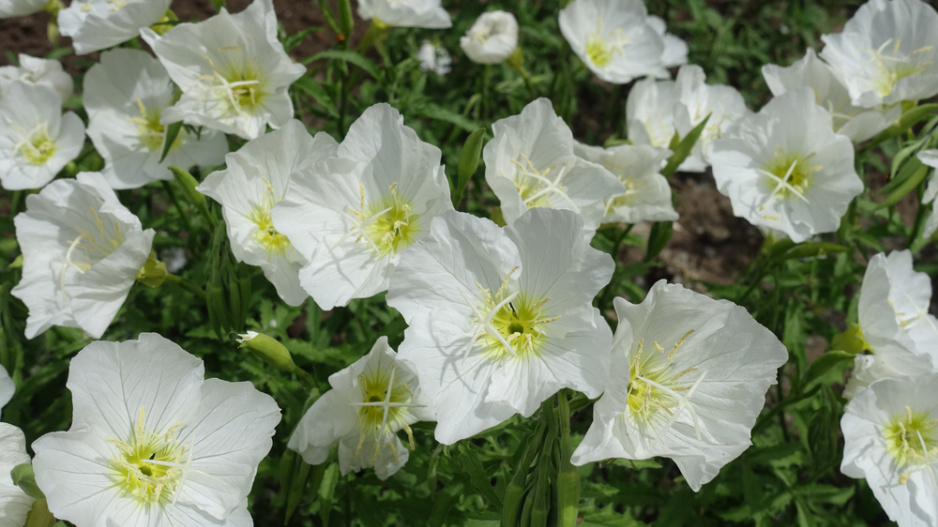 Pupalka nádherná (Oenothera speciosa) 