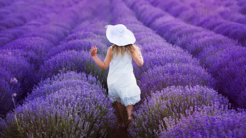 Levandule v zahradě