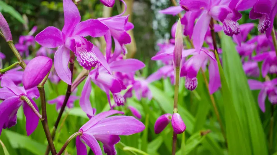 japonská orchidej (Bletilla)