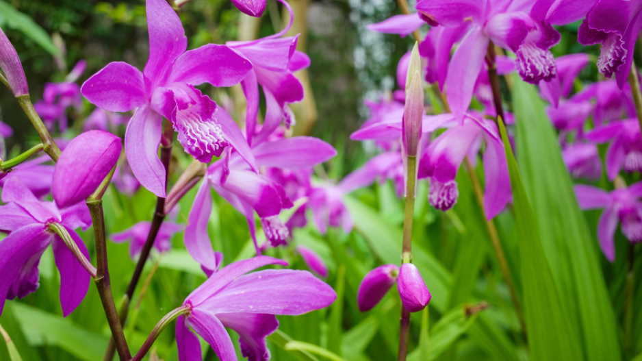 japonská orchidej (Bletilla)