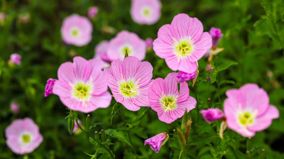 Pupalka nádherná (Oenothera speciosa) 