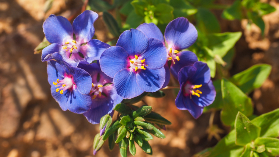 Drchnička rolní (Anagallis arvensis) 