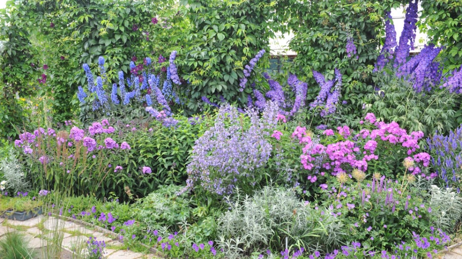 Stračka (Delphinium) 