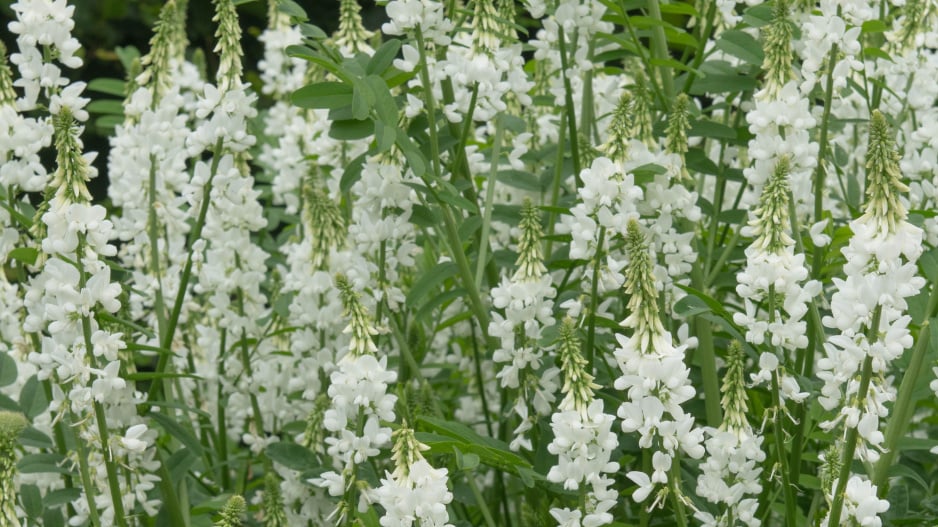Jestřabina lékařská (Galega officinalis) 