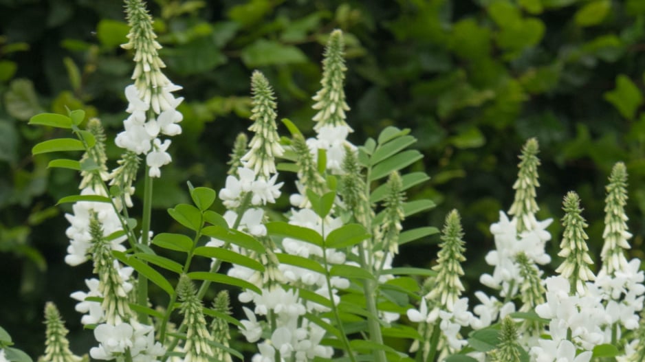 Jestřabina lékařská (Galega officinalis) 