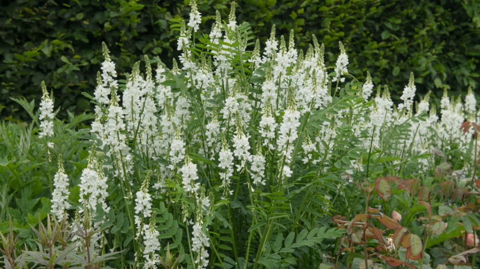 Jestřabina lékařská (Galega officinalis) 