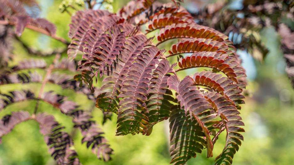 Exotická rostlina albízie hedvábná