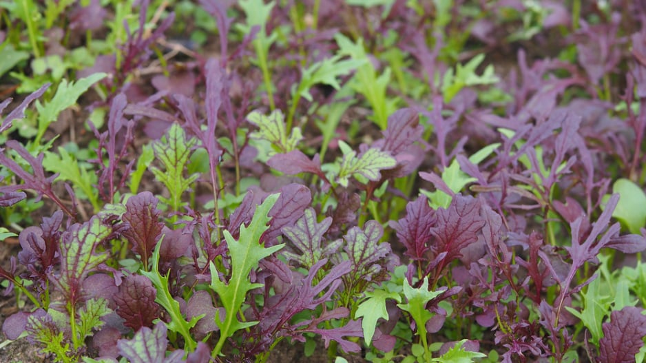 Mizuna (Brassica campestris Japonica) 