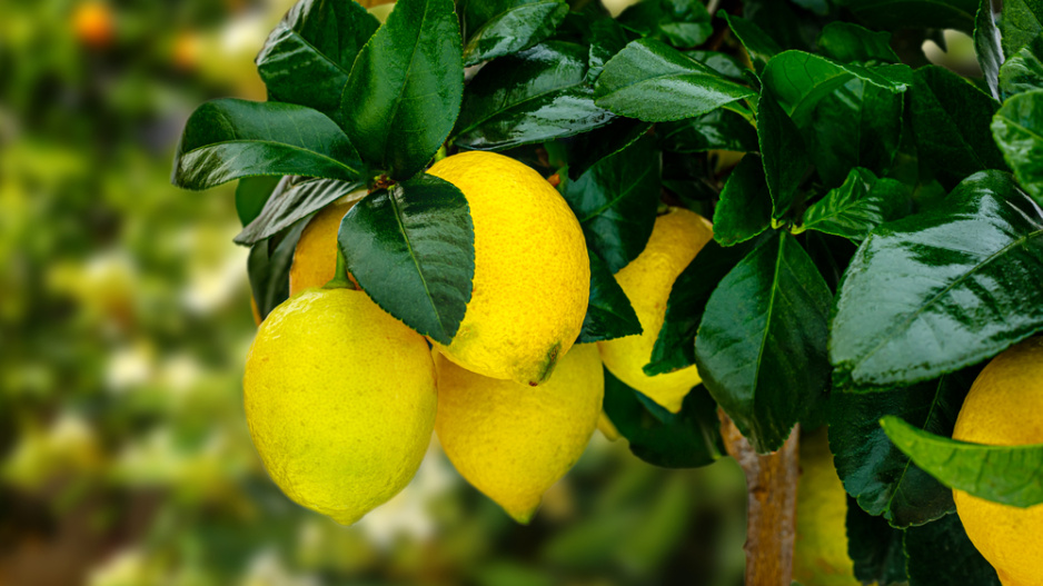 Citron