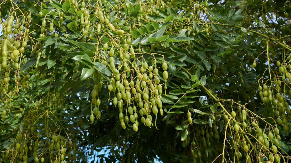 Jerlín japonský (Styphnolobium japonicum či Sophora japonica) 