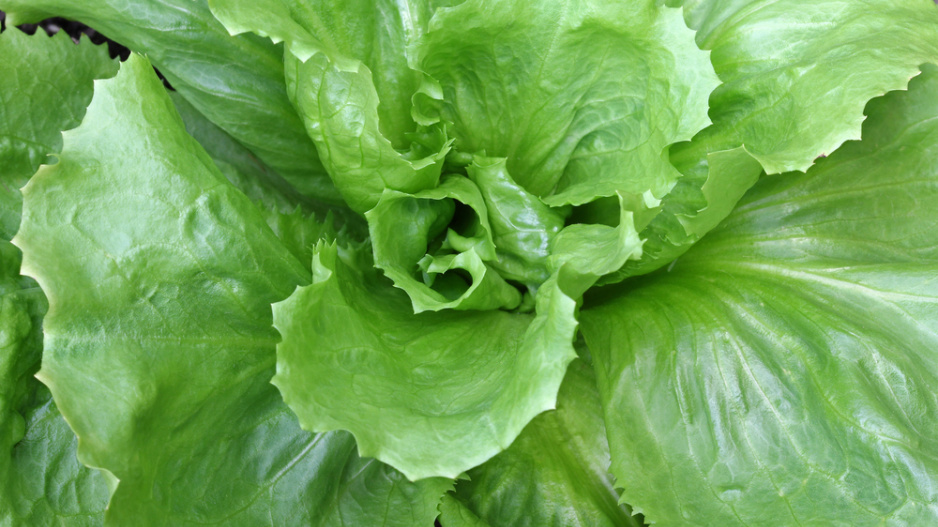 zimní štěrbák neboli endivie (Cichorium endivia) 