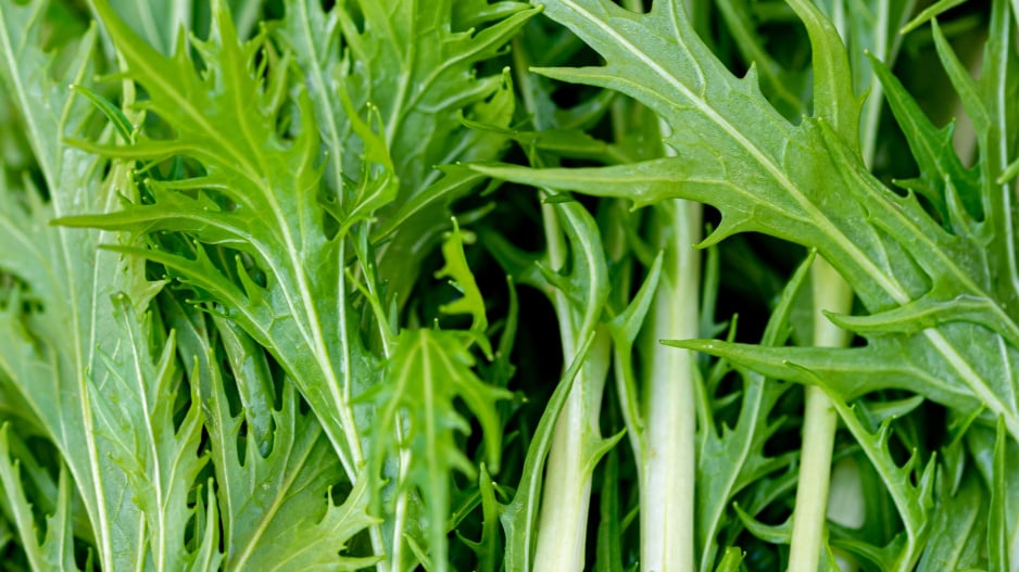 Mizuna (Brassica campestris Japonica) 