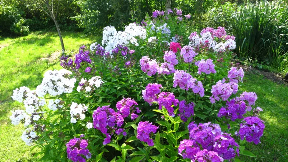 plamenka latnatá, flox