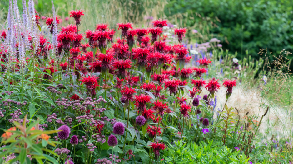 Zavinutka podvojná (Monarda didyma)