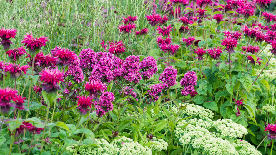Zavinutka podvojná (Monarda didyma)