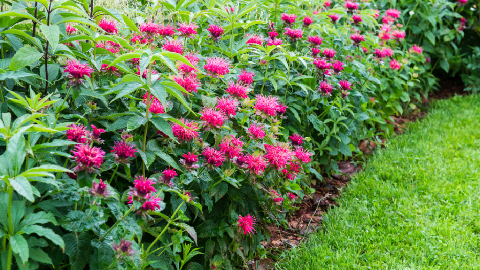 Zavinutka podvojná (Monarda didyma)