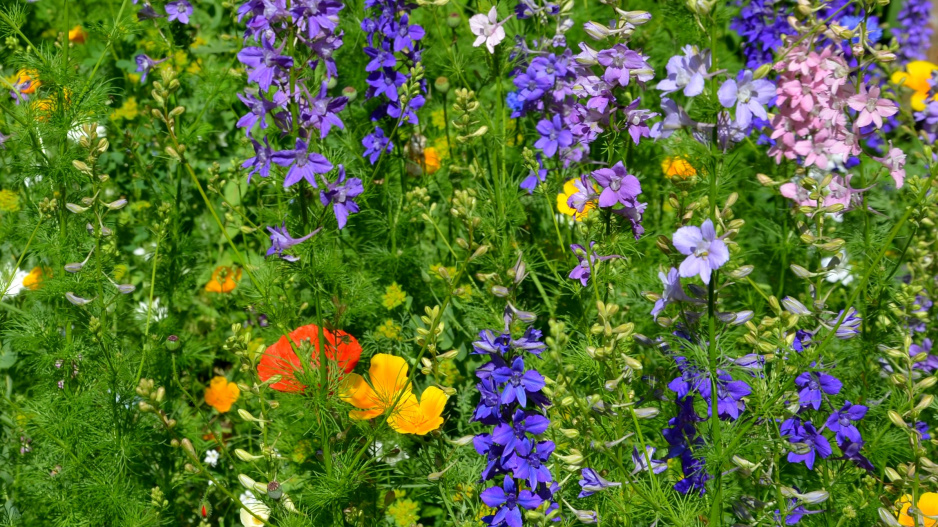 Sluncovka kalifornská (Eschscholzia californica)