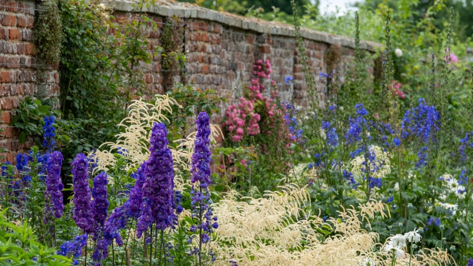 Stračka (Delphinium) 