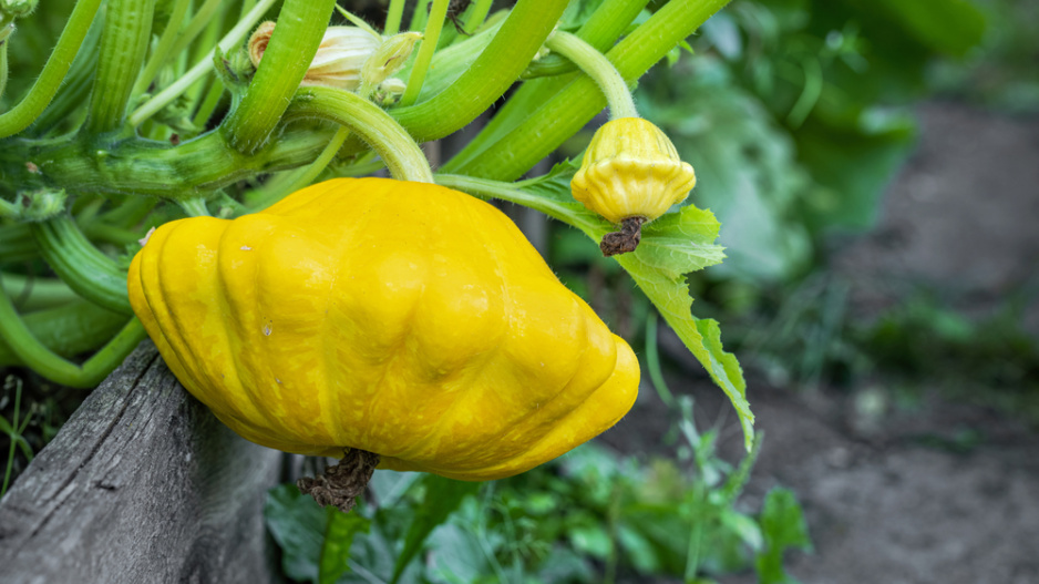 Patizony (Cucurbita pepo var. patissoniana) 
