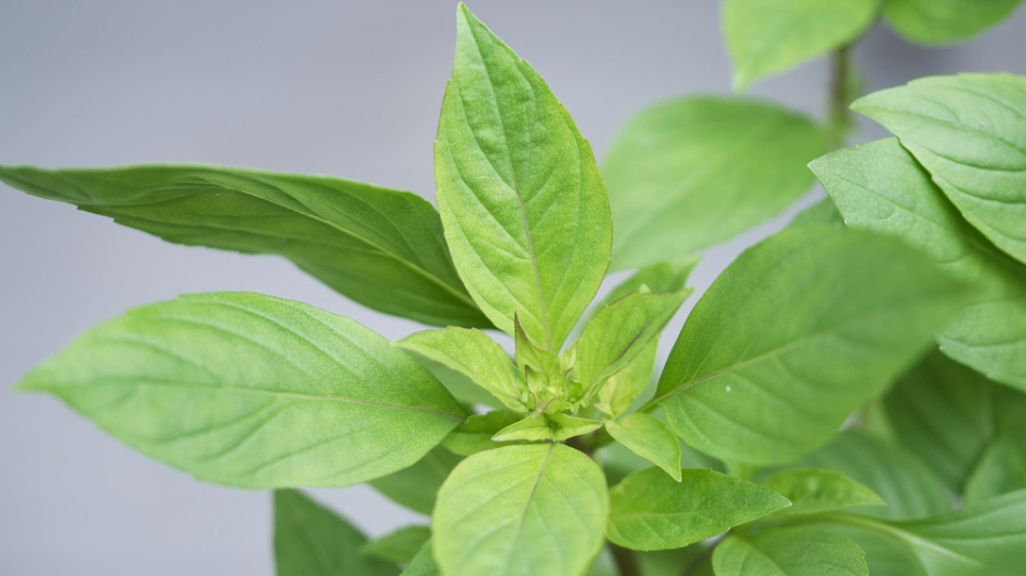 Bazalka Siamská královna (Ocimum basilicum 'Siam Queen') 