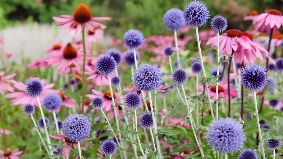 Bělotrn modrý (Echinops ritro) 