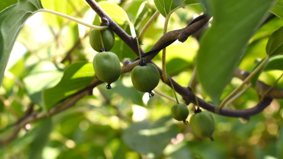 Kiwi