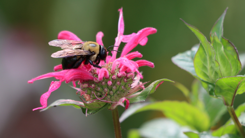 Zavinutka podvojná (Monarda didyma)