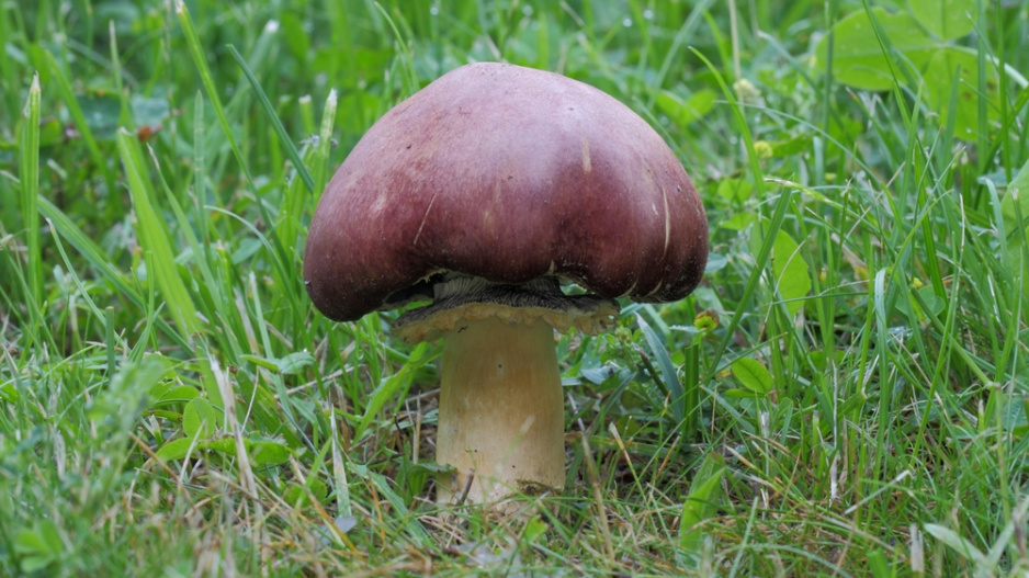 Límcovka obří