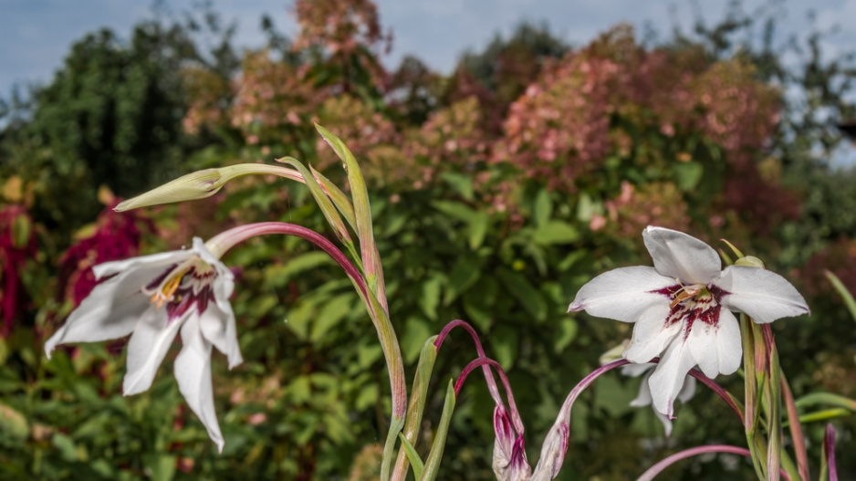 Habešský mečík nebo také vonný mečík či acidanthera (Gladiolus murielae)