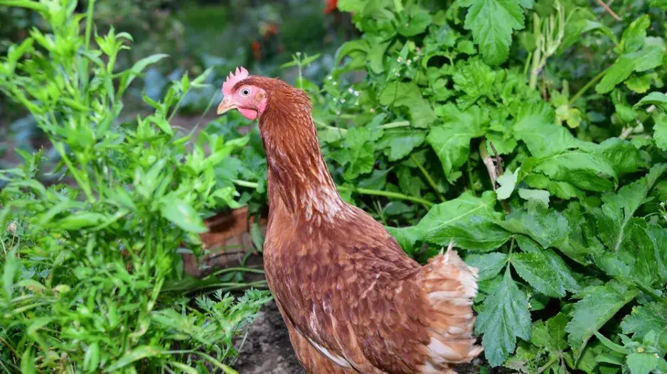 Slepice v zahradě Slepice v zahradě