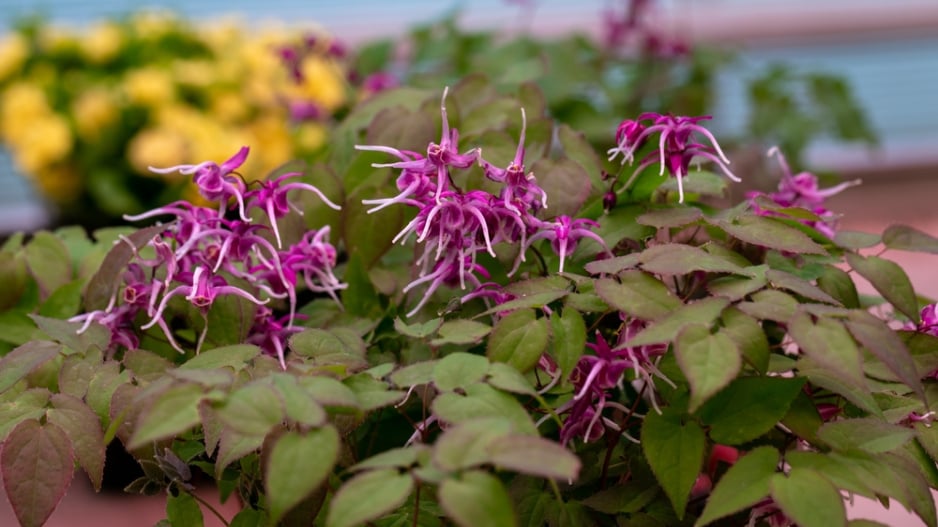 Epimedium Fukujuji