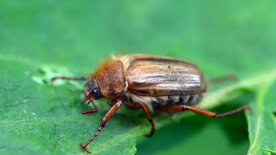 Chroustek letní Chroustek letní