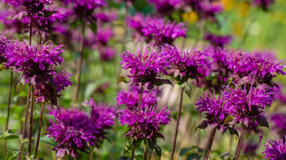 Zavinutka podvojná (Monarda didyma)