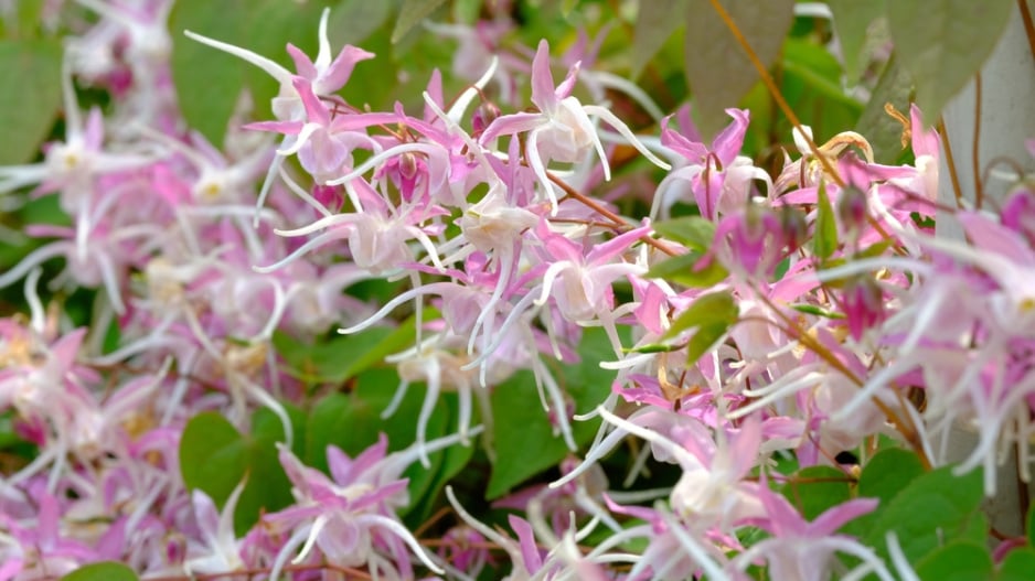 Epimedium grandiflorum