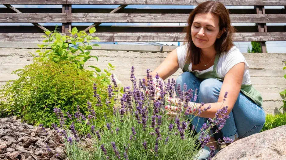 Jak pěstovat levanduli