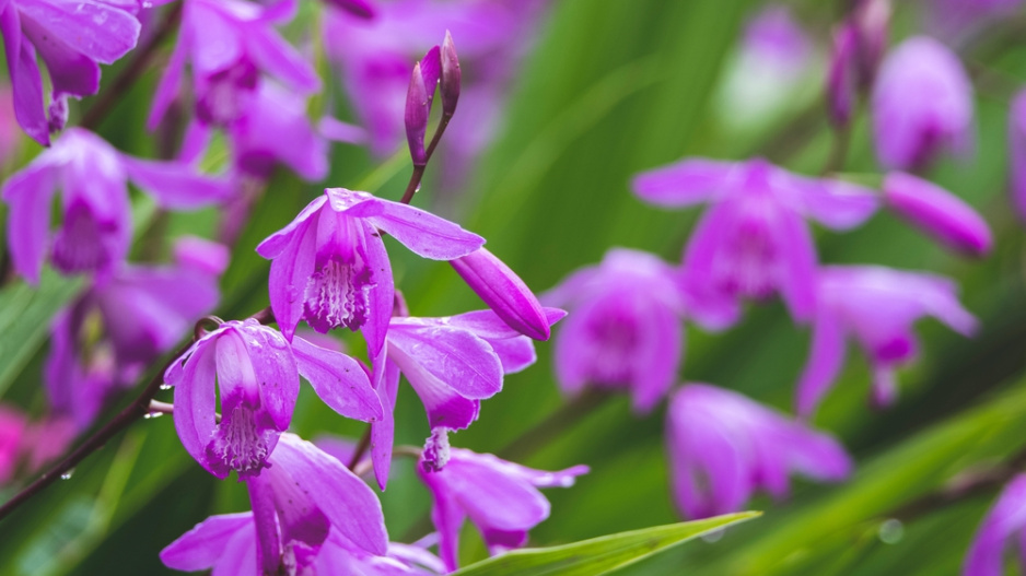 japonská orchidej (Bletilla)