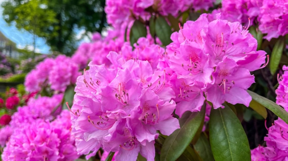Rododendron 