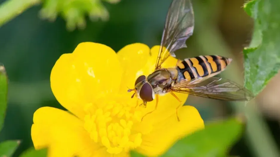 Pestřenka rybízová