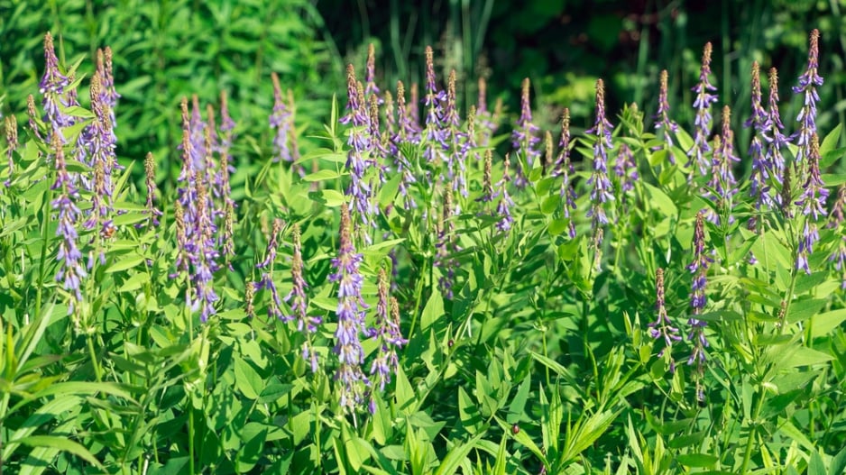 Jestřabina lékařská (Galega officinalis) 