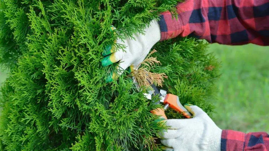 Jak vybrat rostliny pro živý plot